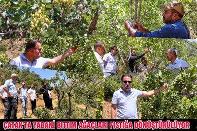 &Ccedil;atak&rsquo;ta Yabani Bıttım Ağa&ccedil;ları Fıstığa D&ouml;n&uuml;şt&uuml;r&uuml;l&uuml;yor