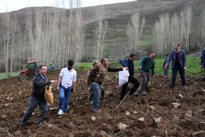Akg&uuml;l, Tarlada Nohut Ekti